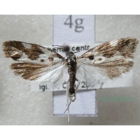 Neurothaumasia ankerella (Mann, 1867) Czech4g